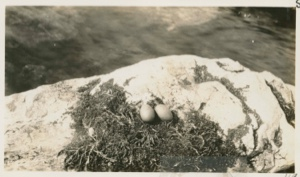 Image: Red throated Loon's nest
